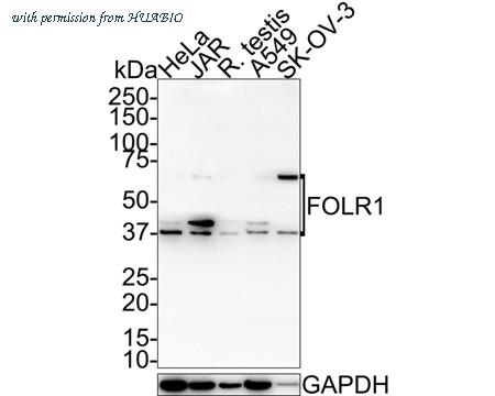 HUABIO HA721551 image 1