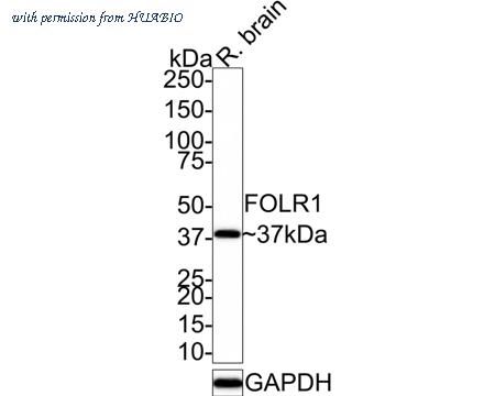 HUABIO HA721551 image 2