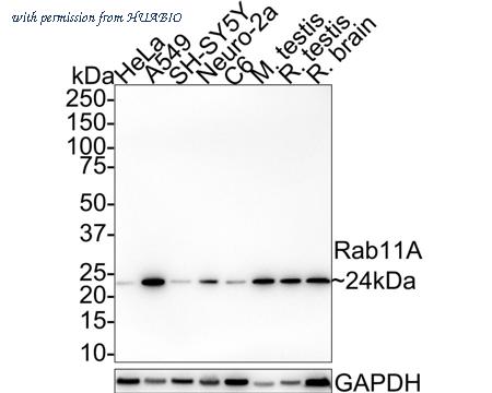 HUABIO HA721552 image 1