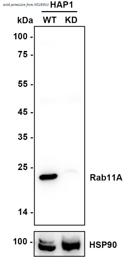 HUABIO HA721552 image 2