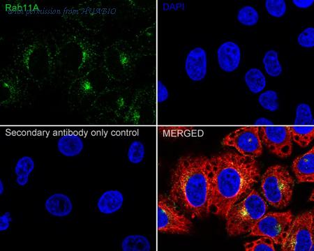 HUABIO HA721552 image 3