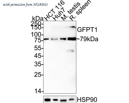 HUABIO HA721554 image 1