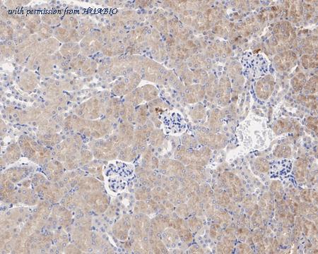 HUABIO HA721554 image 3