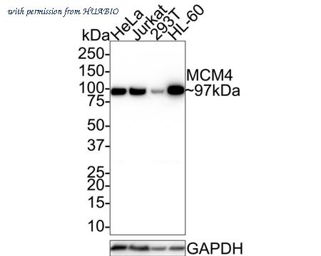 HUABIO HA721557 image 1