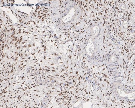 HUABIO HA721558 image 2