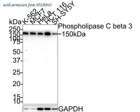HUABIO HA721561 image 1