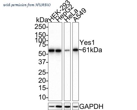 HUABIO HA721563 image 1