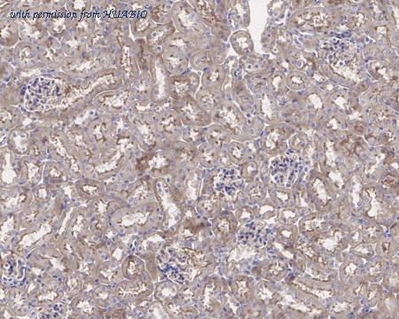 HUABIO HA721563 image 3