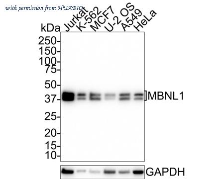 HUABIO HA721564 image 1