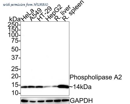 HUABIO HA721565 image 1