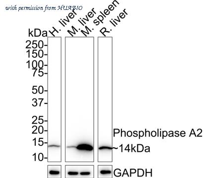 HUABIO HA721565 image 2