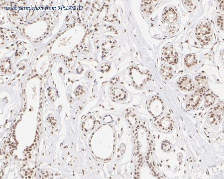 HUABIO HA721572 image 2