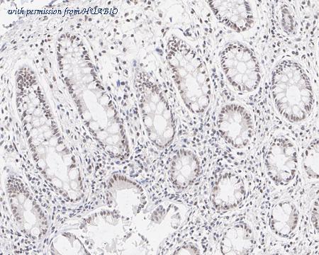 HUABIO HA721572 image 3