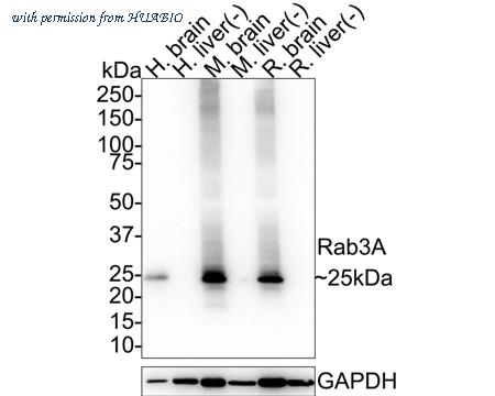 HUABIO HA721573 image 1