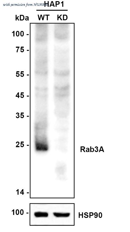 HUABIO HA721573 image 2