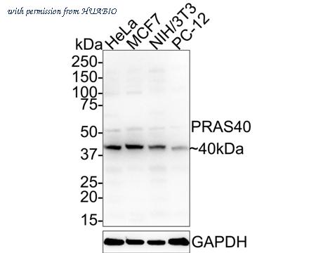 HUABIO HA721581 image 1