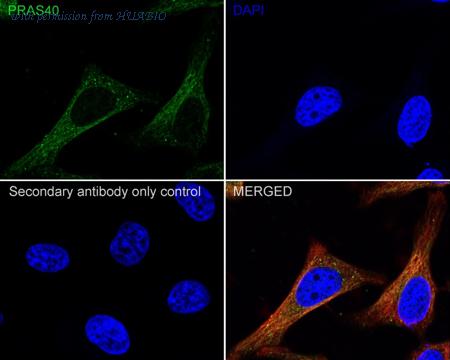 HUABIO HA721581 image 2