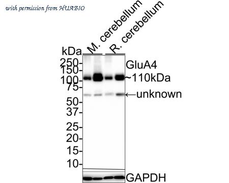 HUABIO HA721582 image 1