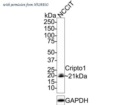 HUABIO HA721586 image 1