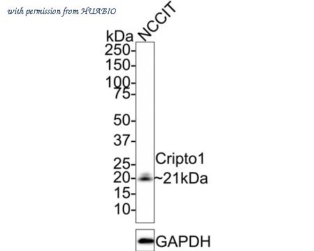 HUABIO HA721587 image 1