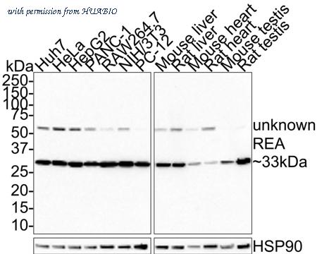 HUABIO HA721588 image 1