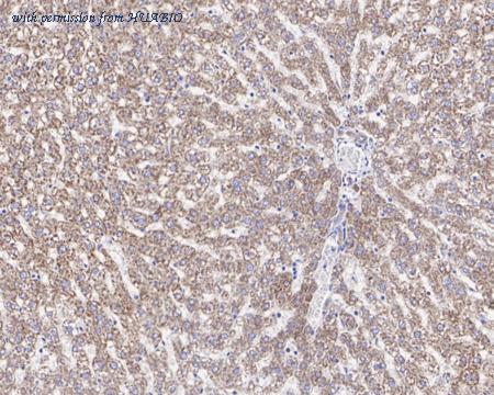 HUABIO HA721588 image 3