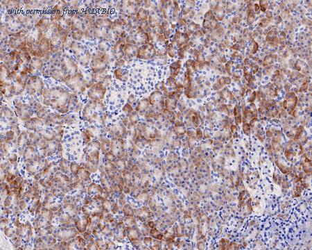 HUABIO HA721589 image 3