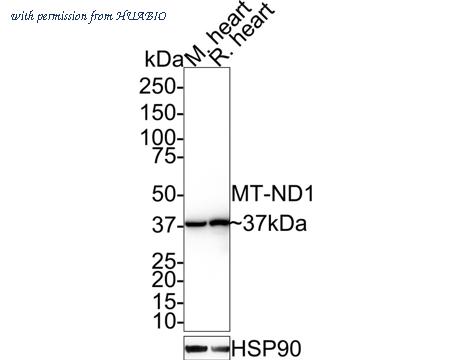 HUABIO HA721595 image 1