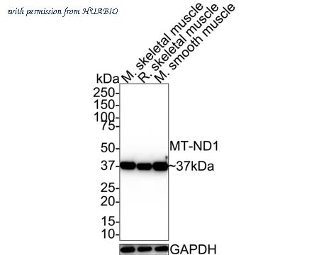 HUABIO HA721595 image 2