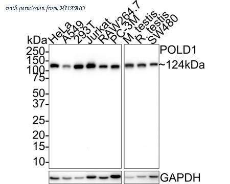 HUABIO HA721597 image 1