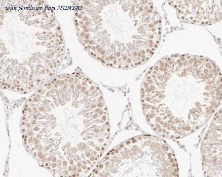 HUABIO HA721597 image 2