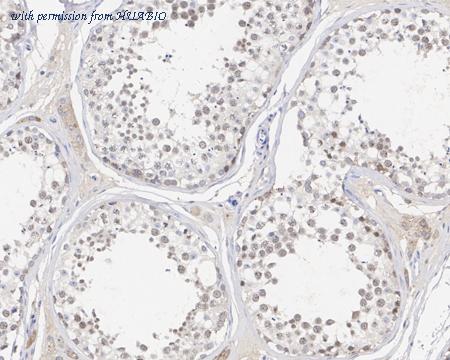 HUABIO HA721626 image 3