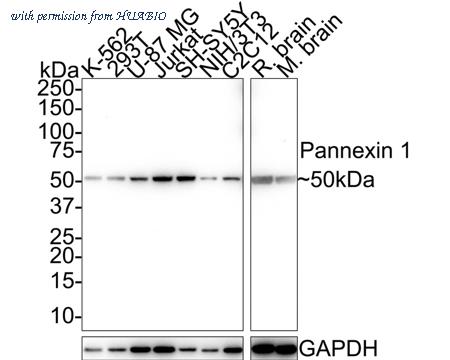 HUABIO HA721629 image 1