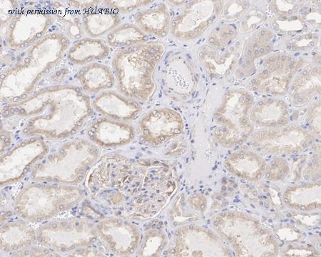 HUABIO HA721629 image 2