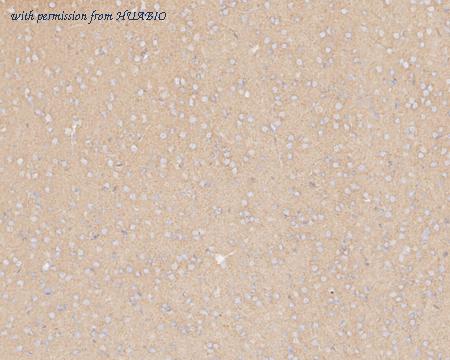 HUABIO HA721629 image 3