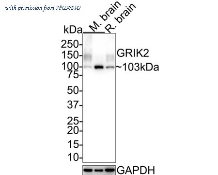 HUABIO HA721630 image 1