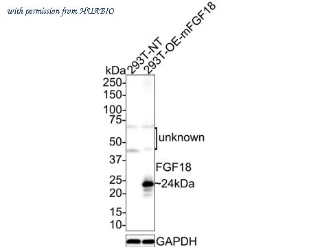 HUABIO HA721642 image 1