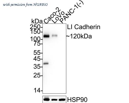 HUABIO HA721643 image 1