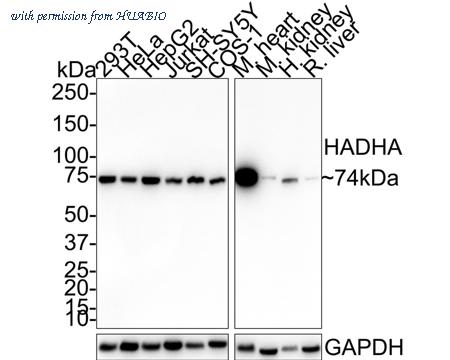 HUABIO HA721652 image 1