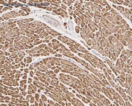 HUABIO HA721652 image 3