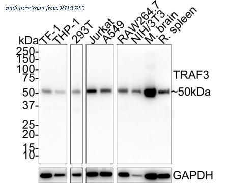 HUABIO HA721654 image 1