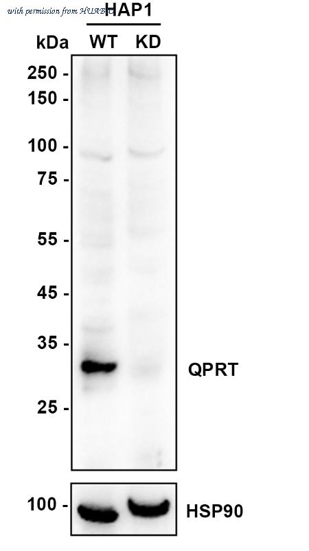 HUABIO HA721655 image 2