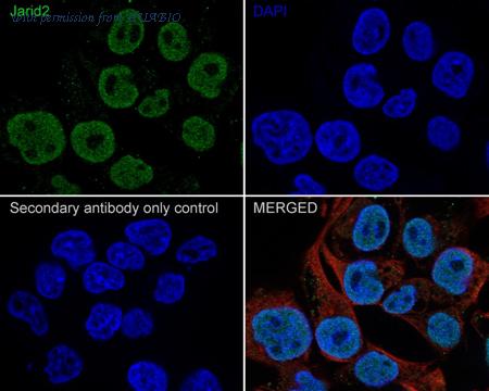 HUABIO HA721656 image 1