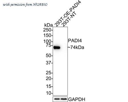HUABIO HA721657 image 1