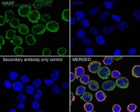 HUABIO HA721659 image 2