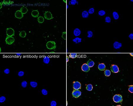 HUABIO HA721659 image 3