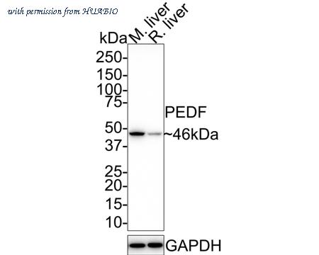 HUABIO HA721661 image 1