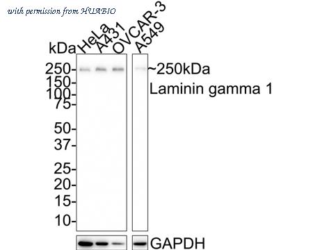 HUABIO HA721662 image 1