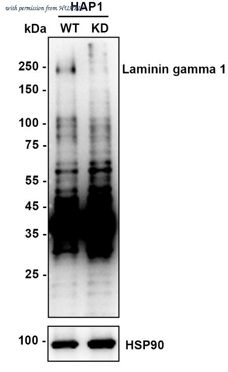 HUABIO HA721662 image 2