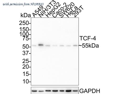 HUABIO HA721664 image 1